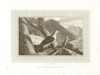 Daniell Birds Goshawk Original Print - Panteek Antique Prints