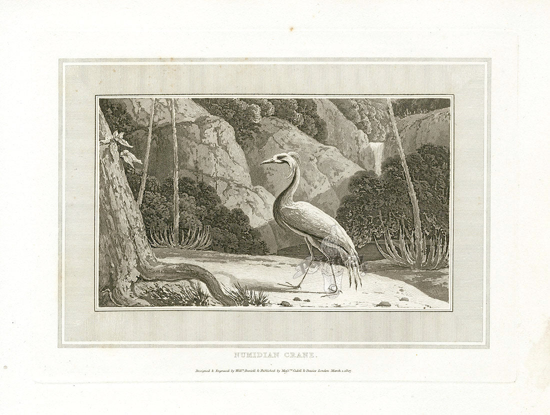 Daniell Birds Humidian Crane Original Print