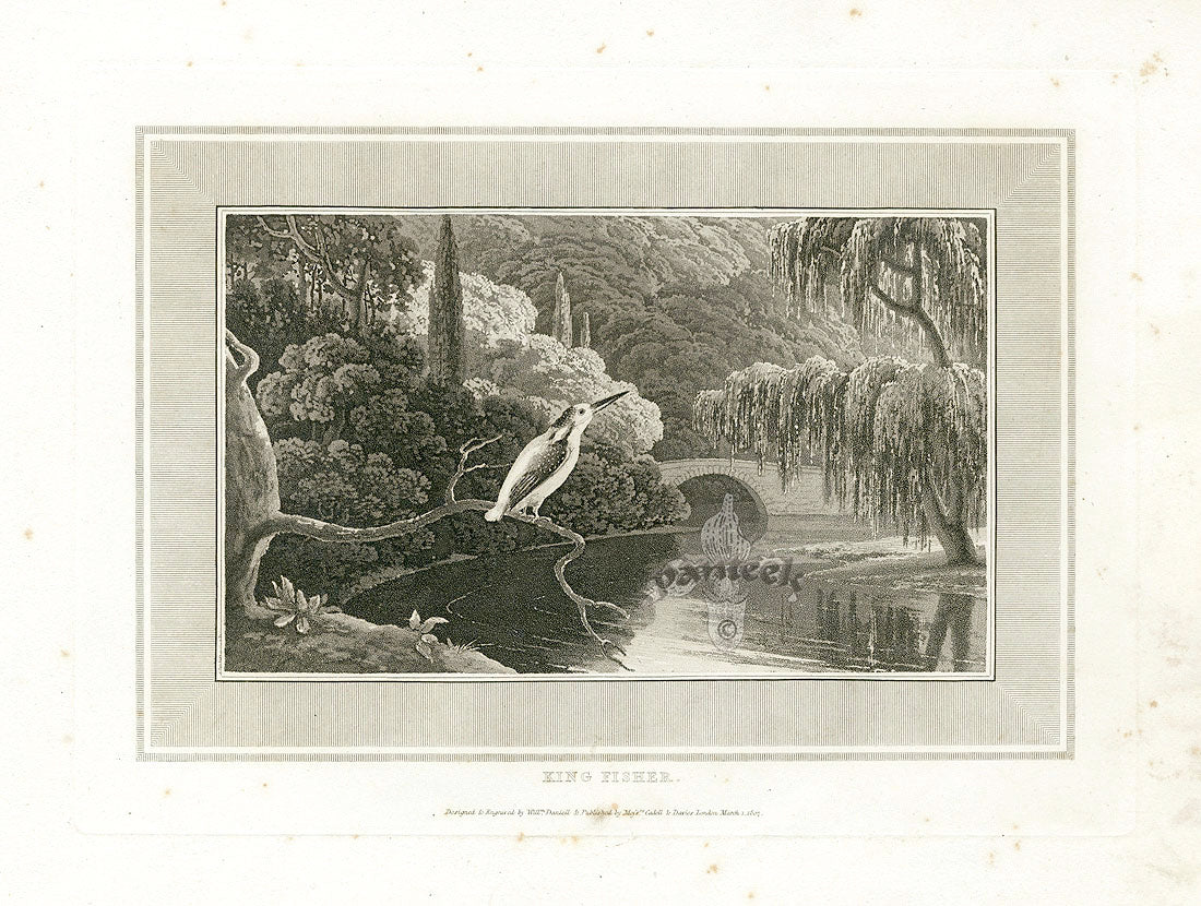 Daniell Birds King Fisher Original Print