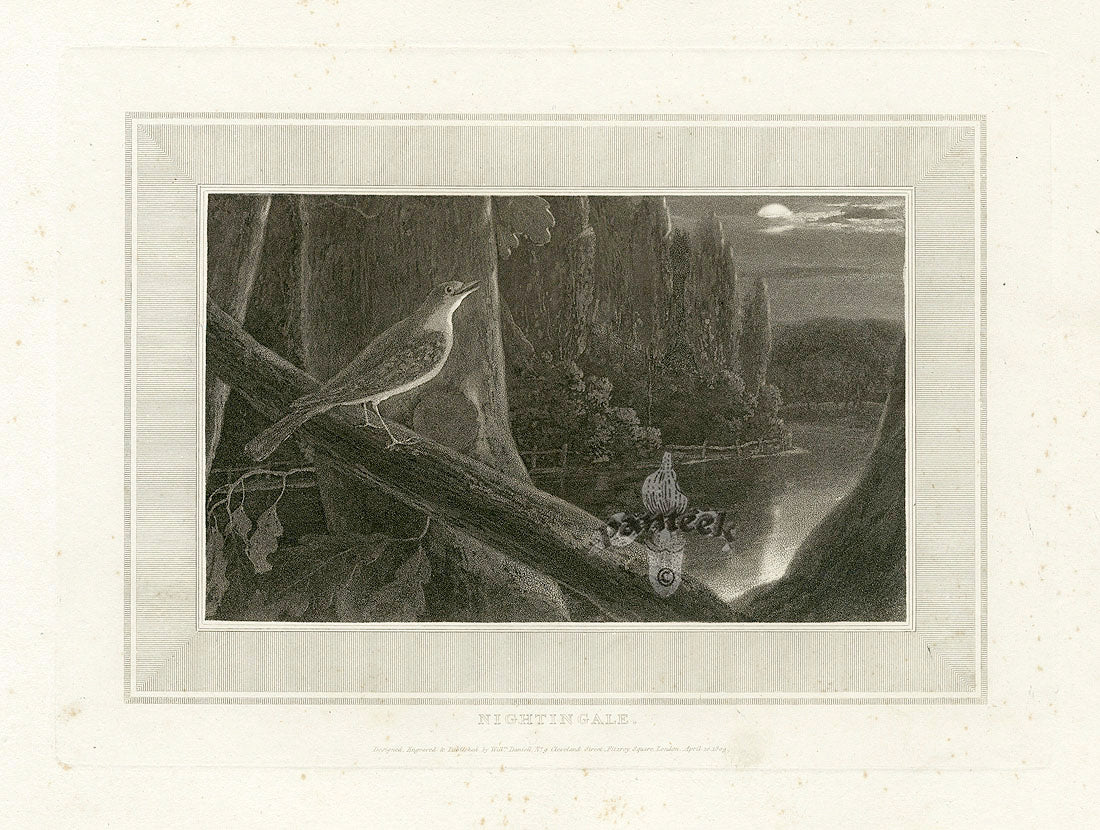 Daniell Birds Nightingale Original Print