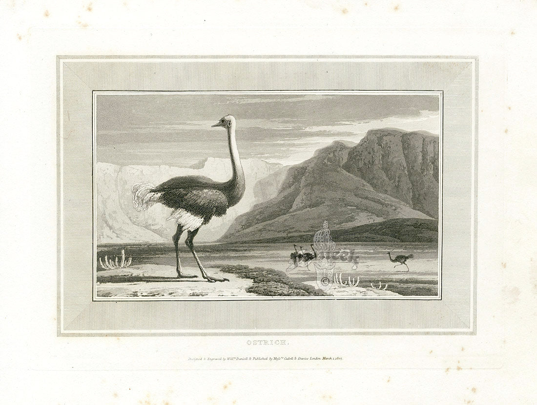 Daniell Birds Ostrich Original Print