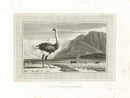 Daniell Birds Ostrich Original Print - Panteek Antique Prints