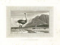 Daniell Birds Ostrich Original Print - Panteek Antique Prints