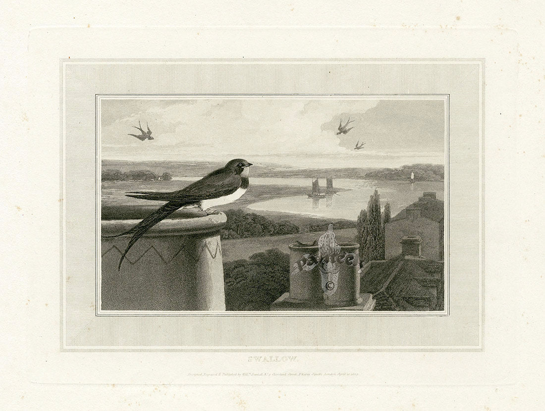 Daniell Birds Swallow Original Print