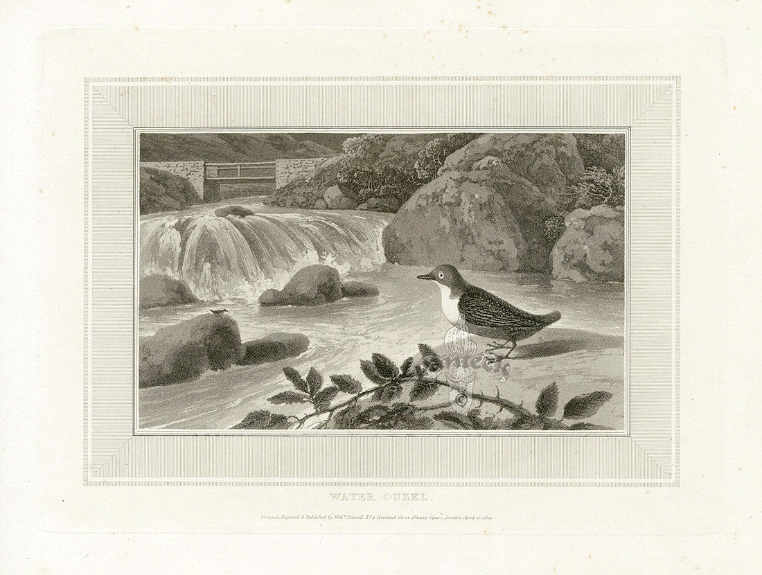 Daniell Birds Water Ouzel Original Print