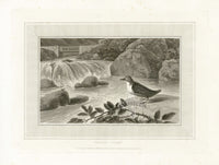 Daniell Birds Water Ouzel Original Print - Panteek Antique Prints