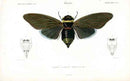 Dictionnaire Universel d’Histoire Naturelle 1849 Cicada - Panteek Antique Prints