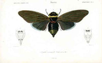Dictionnaire Universel d’Histoire Naturelle 1849 Cicada - Panteek Antique Prints
