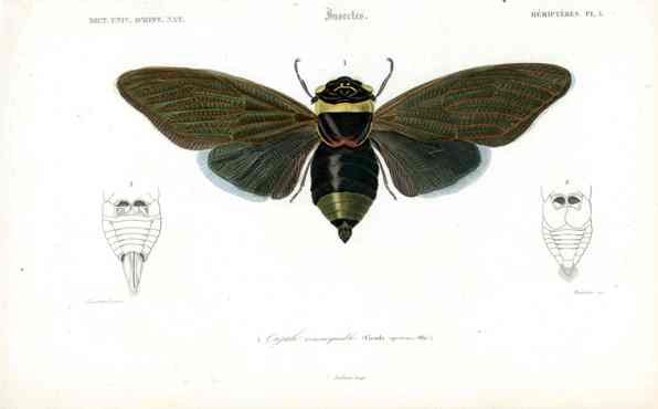 Dictionnaire Universel d’Histoire Naturelle 1849 Cicada