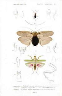 Dictionnaire Universel d’Histoire Naturelle 1849 Cockroaches - Panteek Antique Prints