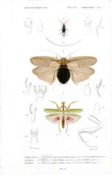 Dictionnaire Universel d’Histoire Naturelle 1849 Cockroaches