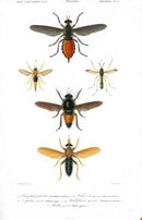 Dictionnaire Universel d’Histoire Naturelle 1849 Crane Fly, Hornet - Panteek Antique Prints