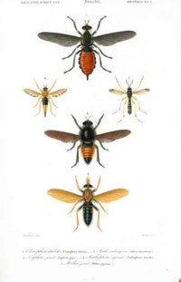 Dictionnaire Universel d’Histoire Naturelle 1849 Crane Fly, Hornet - Panteek Antique Prints