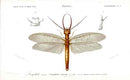 Dictionnaire Universel d’Histoire Naturelle 1849 Dobson Fly - Panteek Antique Prints