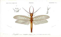 Dictionnaire Universel d’Histoire Naturelle 1849 Dobson Fly - Panteek Antique Prints