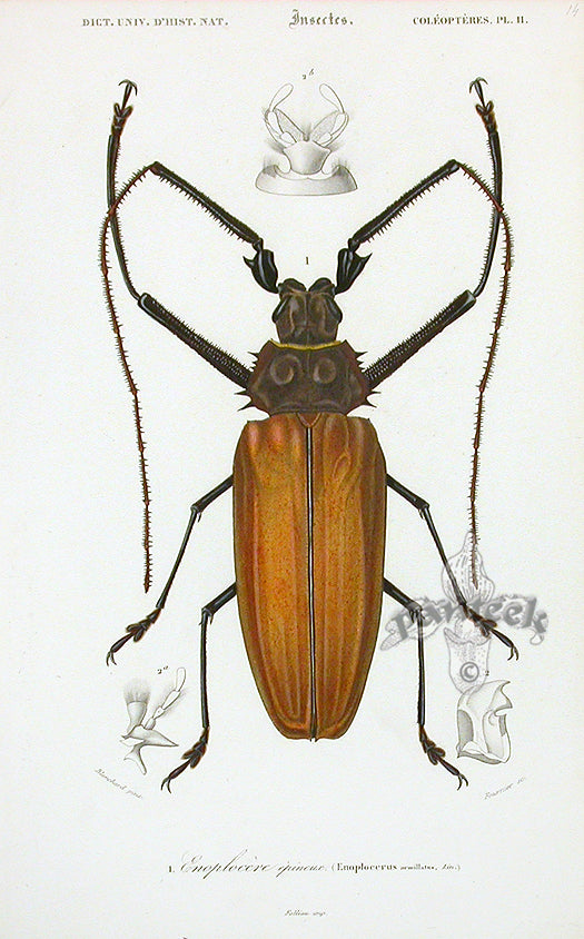Dictionnaire Universel d’Histoire Naturelle 1849 Giant Longhorn Beetle