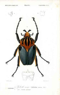 Dictionnaire Universel d’Histoire Naturelle 1849 Goliath Beetle - Panteek Antique Prints