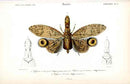 Dictionnaire Universel d’Histoire Naturelle 1849 Lantern Fly - Panteek Antique Prints