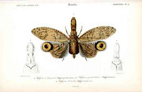 Dictionnaire Universel d’Histoire Naturelle 1849 Lantern Fly - Panteek Antique Prints