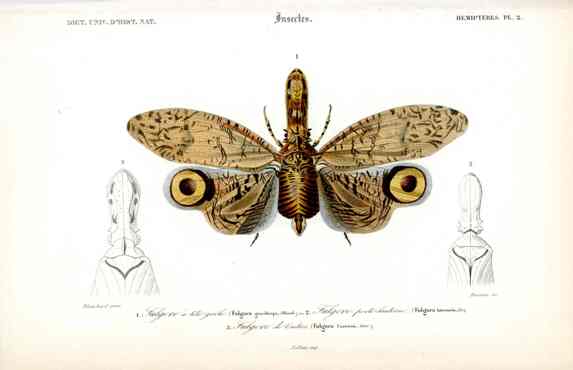 Dictionnaire Universel d’Histoire Naturelle 1849 Lantern Fly