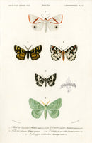 Dictionnaire Universel d’Histoire Naturelle 1849 Phalaena - Panteek Antique Prints