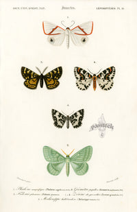 Dictionnaire Universel d’Histoire Naturelle 1849 Phalaena - Panteek Antique Prints