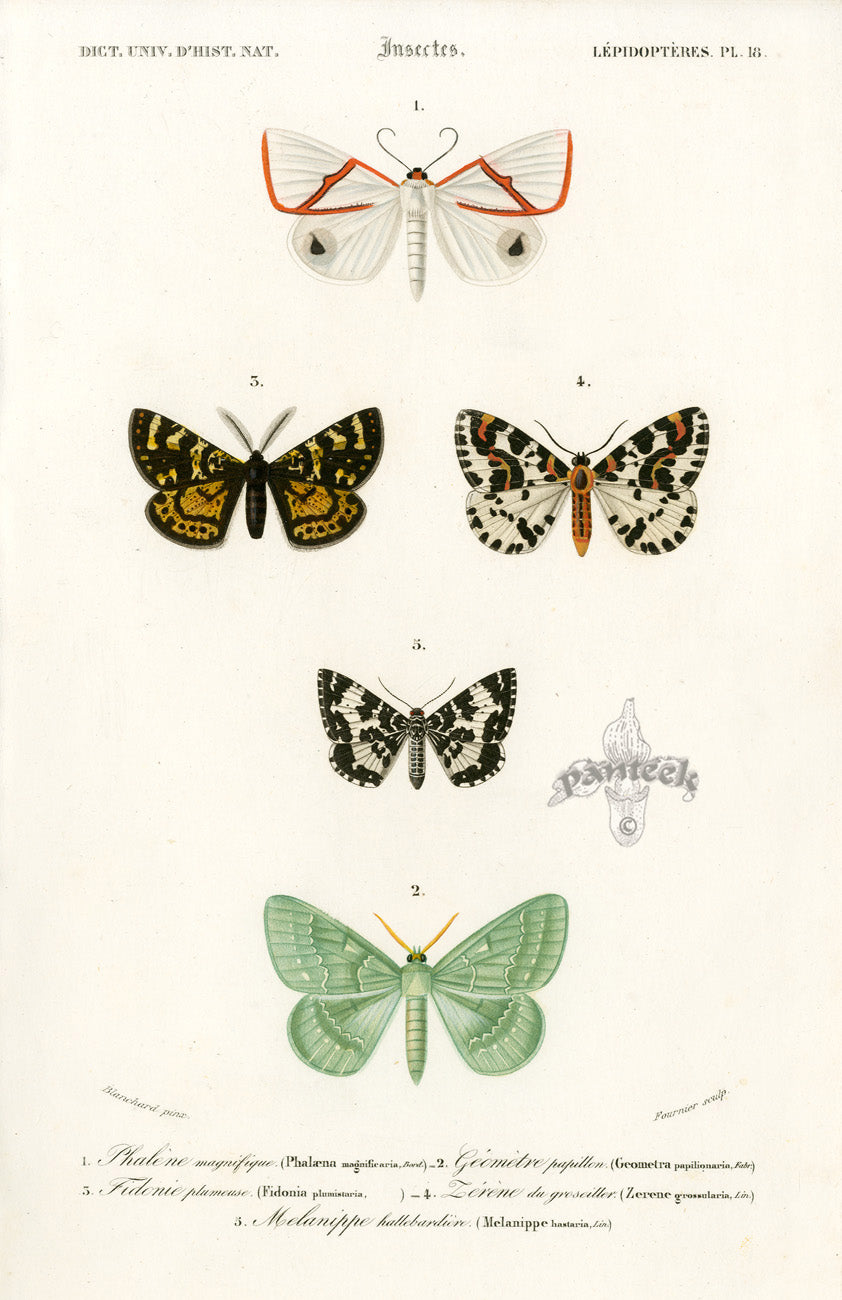 Dictionnaire Universel d’Histoire Naturelle 1849 Phalaena