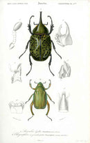 Dictionnaire Universel d’Histoire Naturelle 1849 Scarab Beetles - Panteek Antique Prints