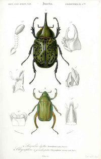 Dictionnaire Universel d’Histoire Naturelle 1849 Scarab Beetles - Panteek Antique Prints