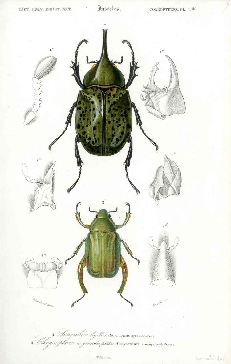 Dictionnaire Universel d’Histoire Naturelle 1849 Scarab Beetles