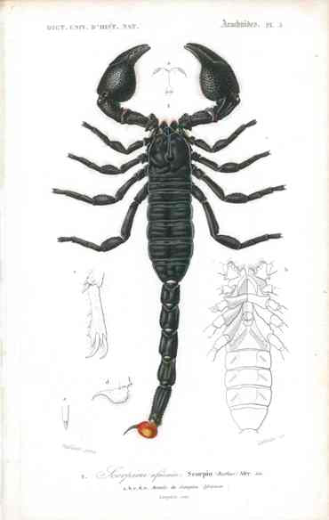 Dictionnaire Universel d’Histoire Naturelle 1849 Scorpion