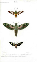 Dictionnaire Universel d’Histoire Naturelle 1849 Sphinx Moth - Panteek Antique Prints