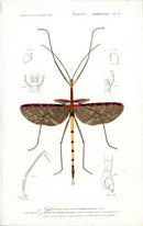 Dictionnaire Universel d’Histoire Naturelle 1849 Stick Beetle - Panteek Antique Prints