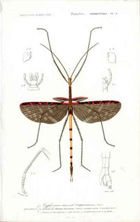 Dictionnaire Universel d’Histoire Naturelle 1849 Stick Beetle - Panteek Antique Prints