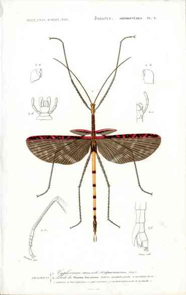 Dictionnaire Universel d’Histoire Naturelle 1849 Stick Beetle