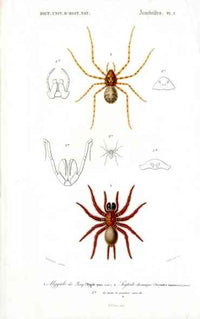 Dictionnaire Universel d’Histoire Naturelle 1849 Trapdoor Spider - Panteek Antique Prints