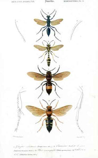 Dictionnaire Universel d’Histoire Naturelle 1849 Wasps - Panteek Antique Prints