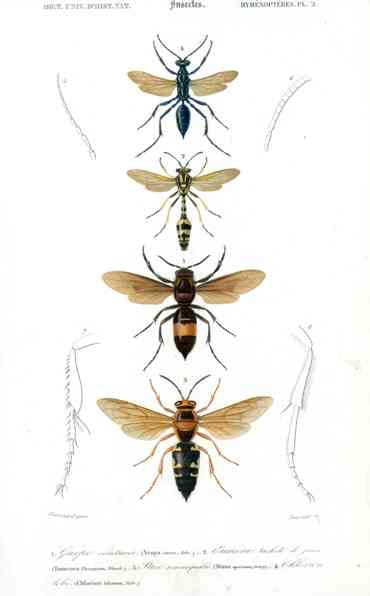 Dictionnaire Universel d’Histoire Naturelle 1849 Wasps