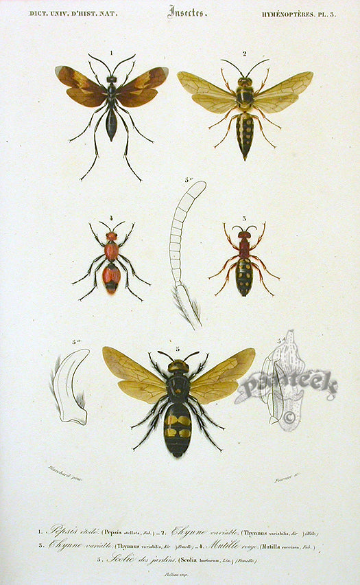 Dictionnaire Universel d’Histoire Naturelle 1849 Winged Insects