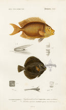 Dictionnaire Universel Histoire Naturelle Amphacanthus Fish - Panteek Antique Prints