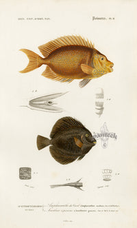 Dictionnaire Universel Histoire Naturelle Amphacanthus Fish - Panteek Antique Prints