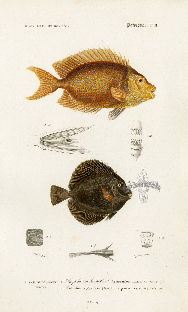 Dictionnaire Universel Histoire Naturelle Amphacanthus Fish
