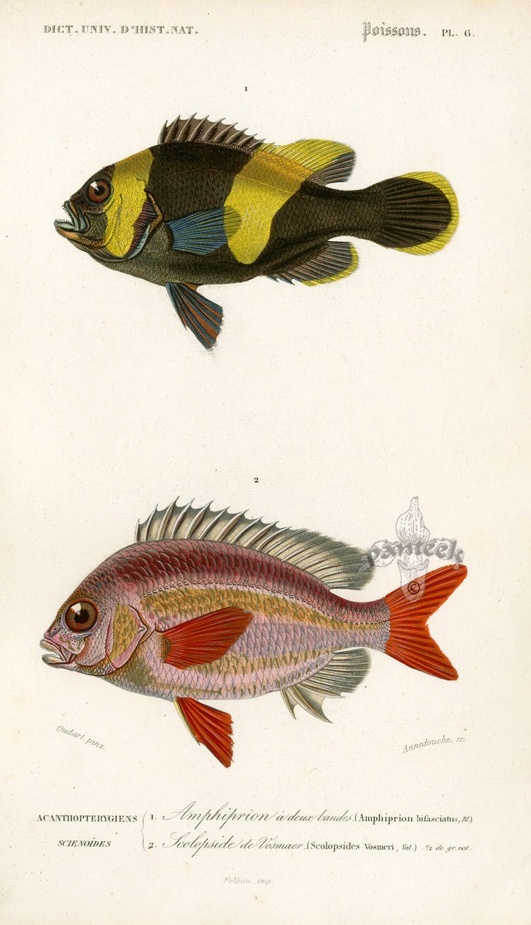 Dictionnaire Universel Histoire Naturelle Amphiprion Fish
