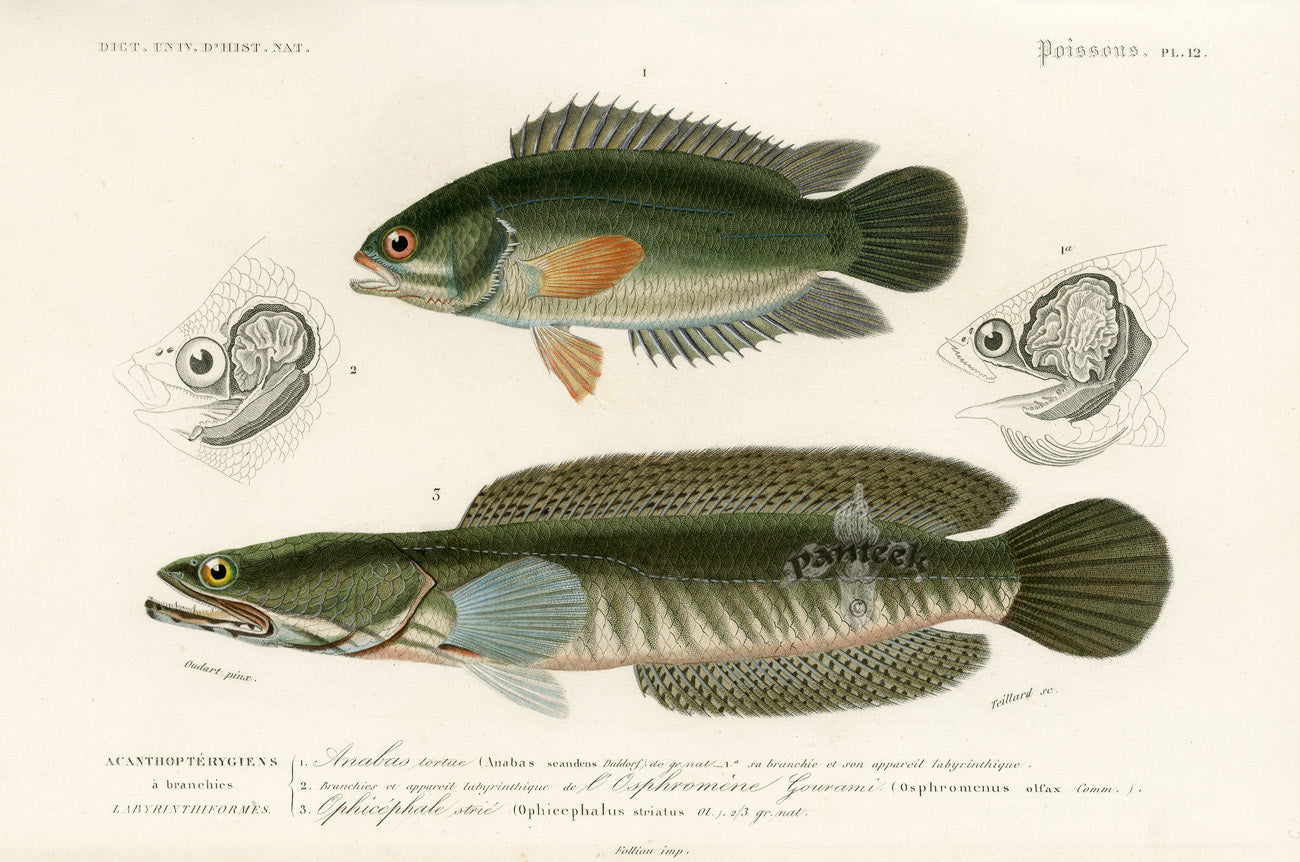 Dictionnaire Universel Histoire Naturelle Anabas Fish