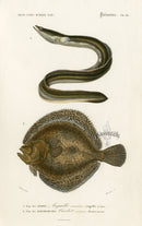 Dictionnaire Universel Histoire Naturelle  Anguilla Fish - Panteek Antique Prints