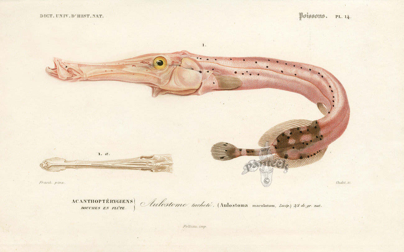 Dictionnaire Universel Histoire Naturelle Aulostoma Fish