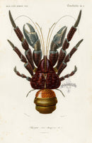 Dictionnaire Universel Histoire Naturelle Birgus - Panteek Antique Prints