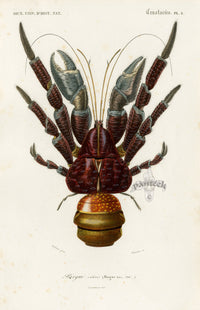 Dictionnaire Universel Histoire Naturelle Birgus - Panteek Antique Prints