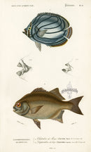 Dictionnaire Universel Histoire Naturelle Chaetodon Fish - Panteek Antique Prints