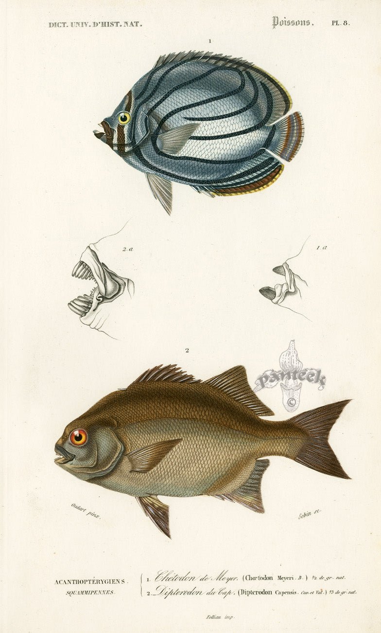 Dictionnaire Universel Histoire Naturelle Chaetodon Fish